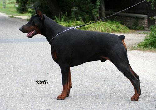 Steel Dragon Quanto | Black Doberman Pinscher