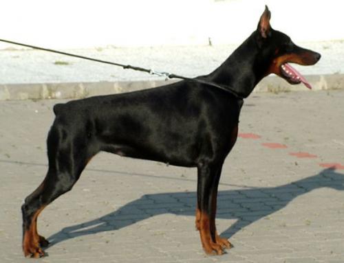 Steel Dragon Queeny | Black Doberman Pinscher