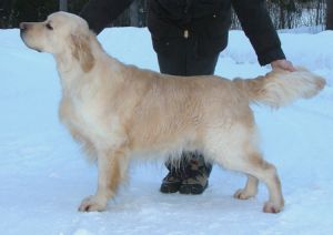 Zenana's Uriah Power | Golden Retriever 