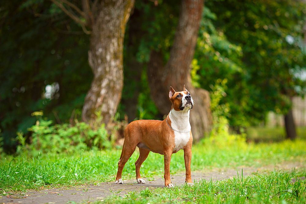 Kimberly s Doliny Belykh Kamney | American Staffordshire Terrier 
