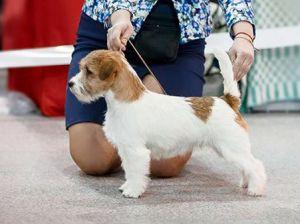 LOVELY-ORANGE MOZZARELLA | Jack Russell Terrier 