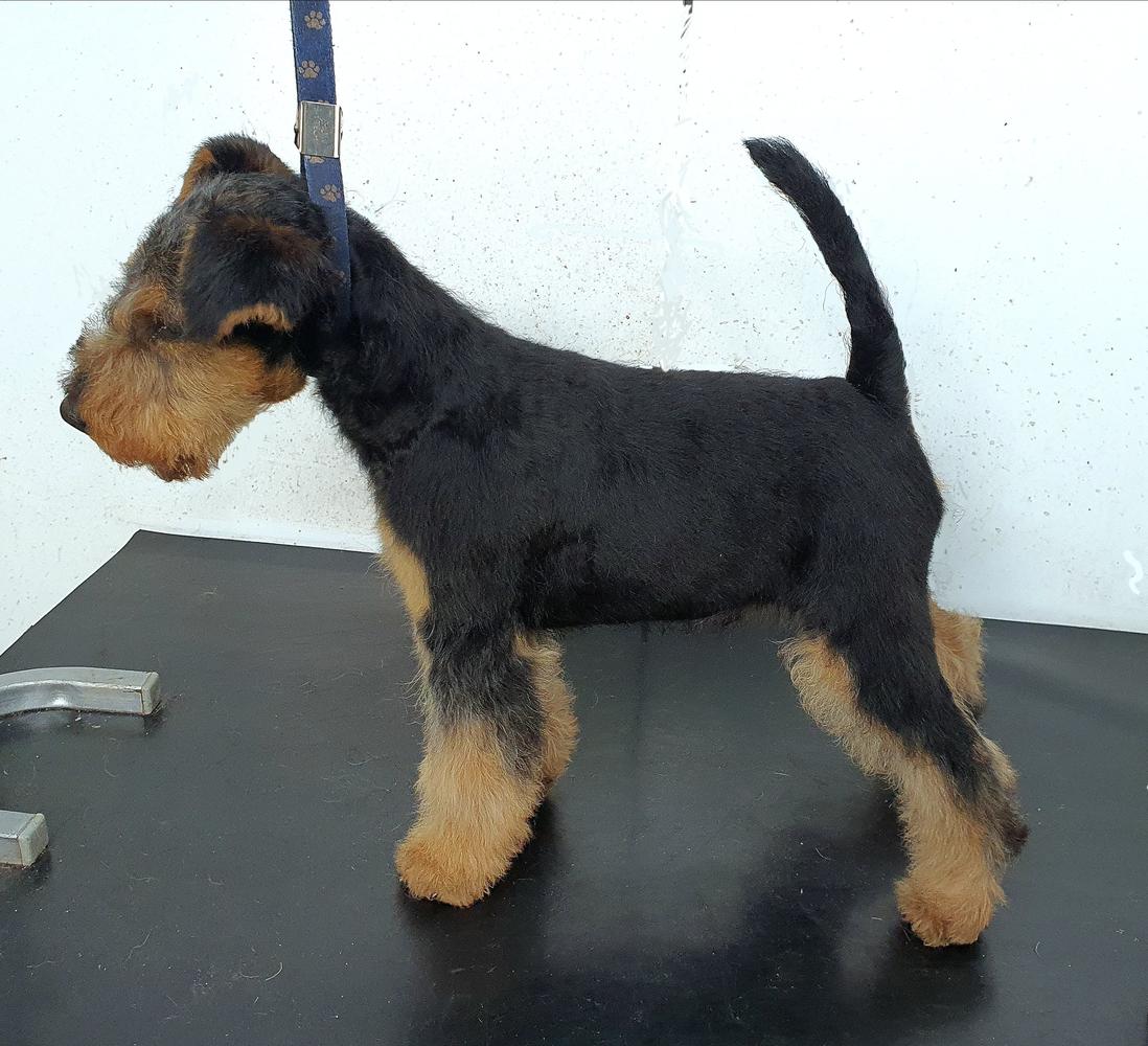 Extrem od Guvernéra | Welsh Terrier 