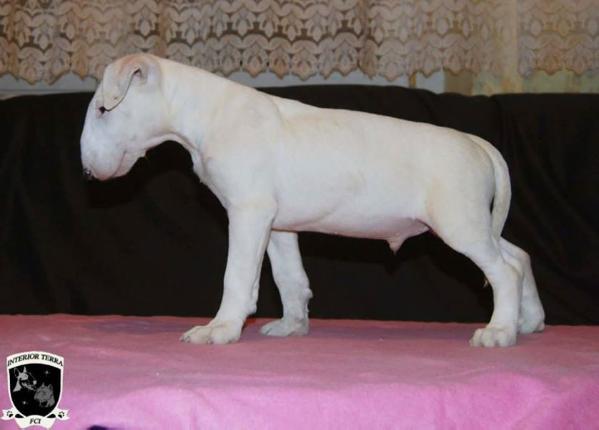 DRAGON WHITE Interior Terra | Bull Terrier 