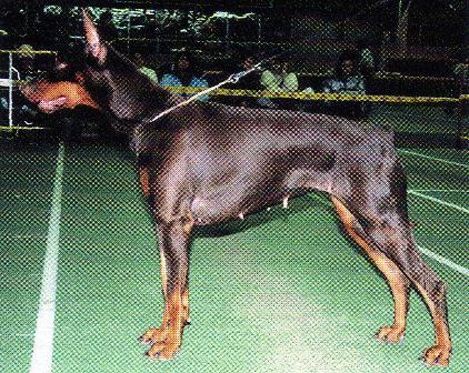 Nestle Malin Sue | Brown Doberman Pinscher