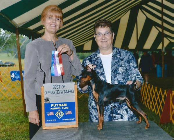 Oscar's Black Tie Affair | Miniature Pinscher 