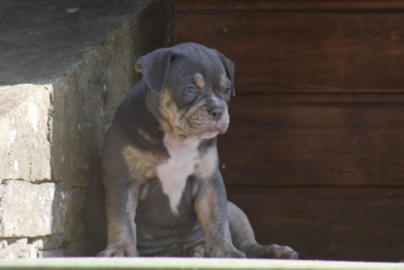 Flinstone Bulls Baily | Olde English Bulldogge 