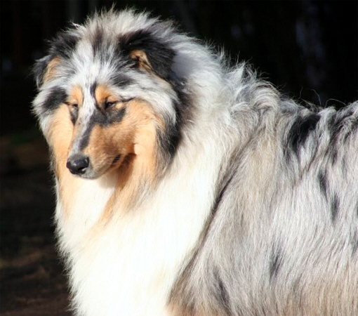 Electron du Clos des Duchesses | Rough Collie 