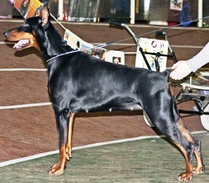 Nestle Malin Chupa Chupsa | Black Doberman Pinscher