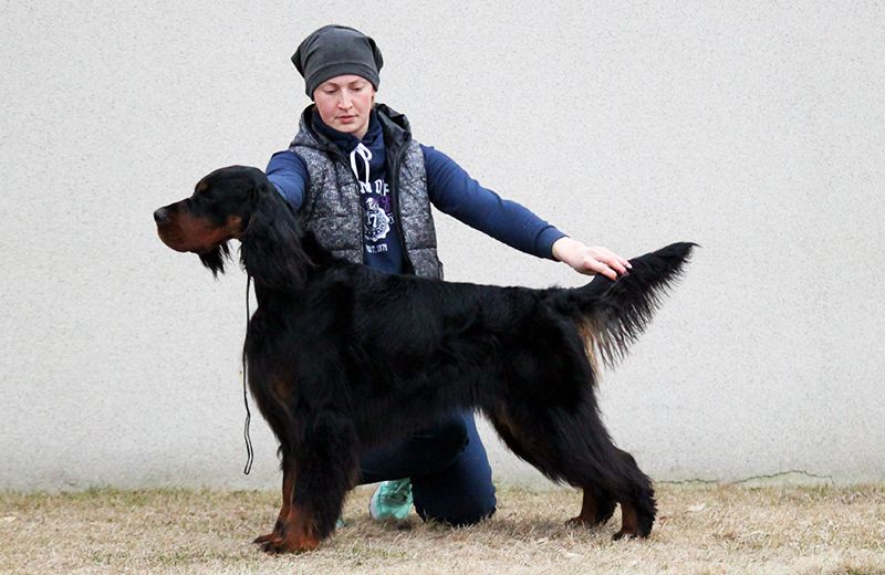 Yukki Hill Trust for Gordon Sett Style | Gordon Setter 