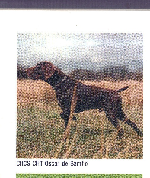 Oscar de Sanflo | German Shorthaired Pointer 