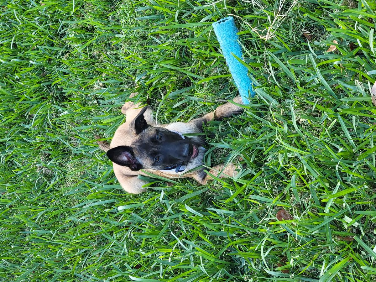 Tarantulla of Braveheart Oradinum | Belgian Malinois 