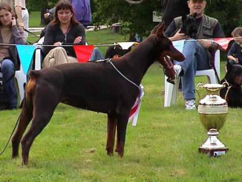 Rafal-Oedipe de la Villa de Channes | Brown Doberman Pinscher