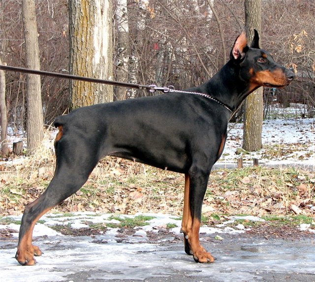 Bredli Bo Ramona | Black Doberman Pinscher