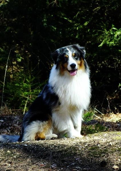 Goliath blue eyes Du Domaine De La Verdurette | Australian Shepherd 