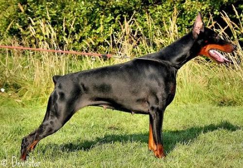 Gem'Givveeon Ramya Sonado | Black Doberman Pinscher