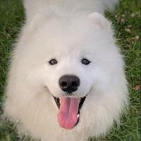 Hugh Teodor Jack Man iz Moskovskoy Metely | Samoyed 