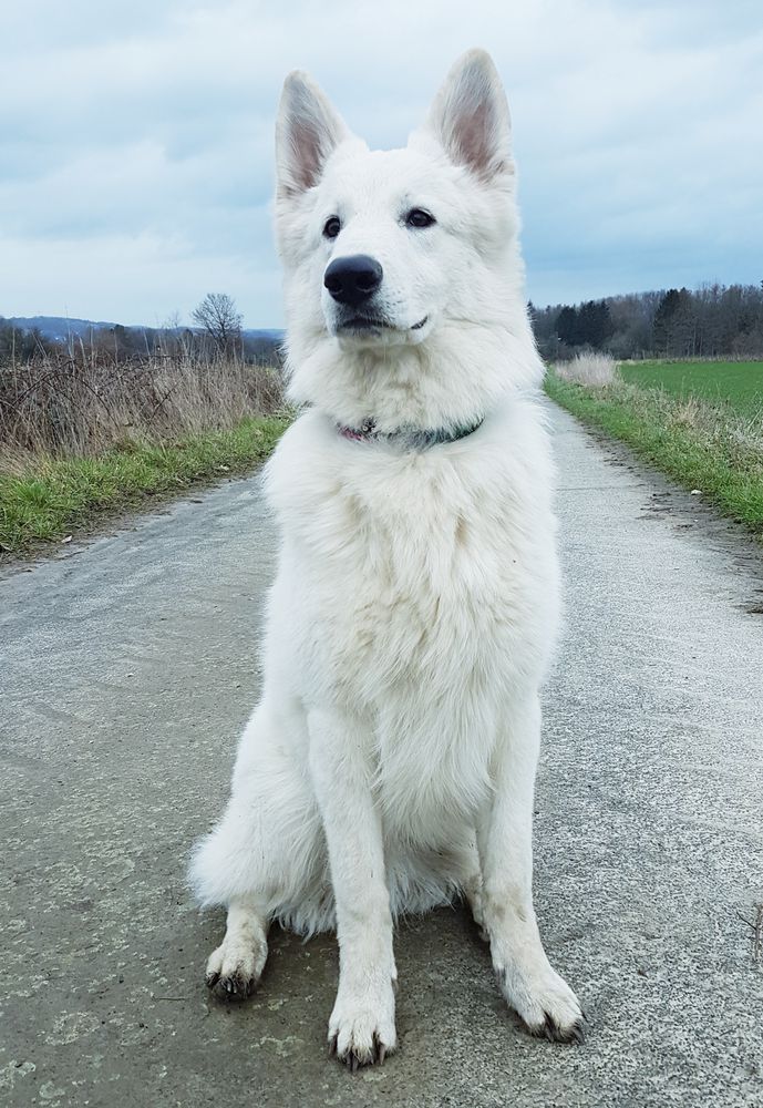 Ice Angel of Dreams Diamond in the Sky | White Swiss Shepherd Dog 