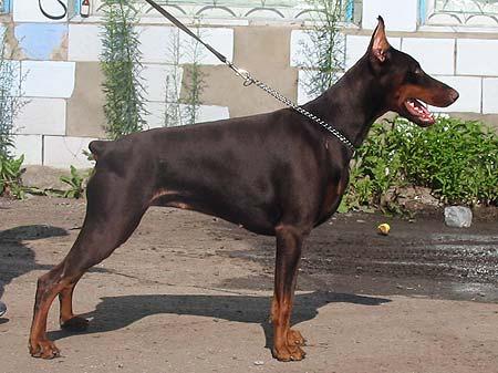 Zhemchuzhina Chernozemija Zhenevieva | Brown Doberman Pinscher