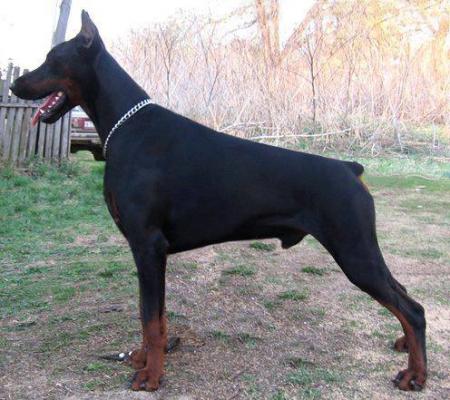 Zhemchuzhina Chernozemija Zherar Filipp | Black Doberman Pinscher