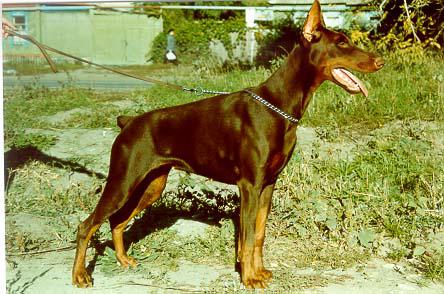 Zolotaya Dinastiya Zemfira | Brown Doberman Pinscher