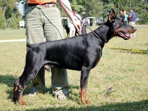 Zhemchuzhina Chernozemija Drakon | Black Doberman Pinscher