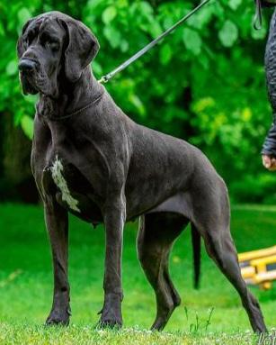 Reinkarnacja Margarejro | Great Dane 