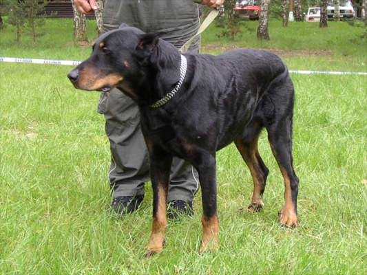 Gino Manuela | Beauceron 