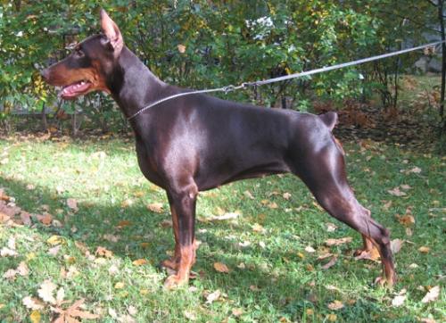 Absolut Dominanta | Brown Doberman Pinscher