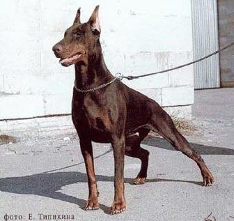 A'Donikons Impressiya Iris | Brown Doberman Pinscher