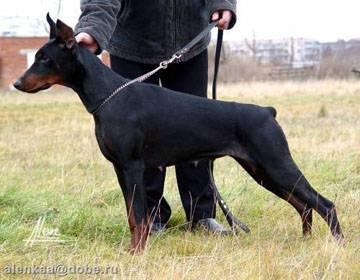 A'Donikons Bastinda Bleyz | Black Doberman Pinscher