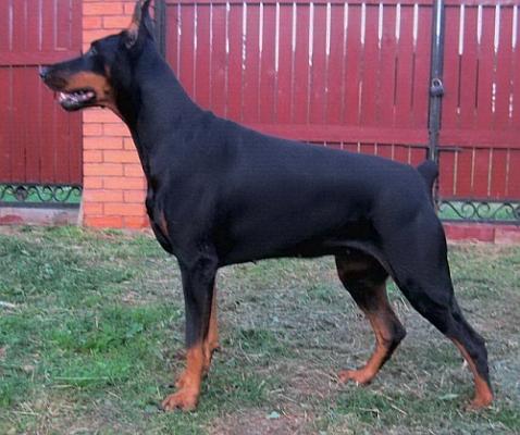 A'Donikons Grafinya Galaktika | Black Doberman Pinscher