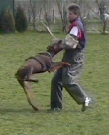 Phileas fog du Pla des Horts | Brown Doberman Pinscher