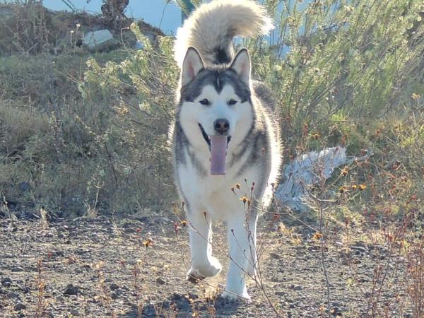 Bonnie AdairN´Hug Kaviaks Artic Ice SNPK | Alaskan Malamute 