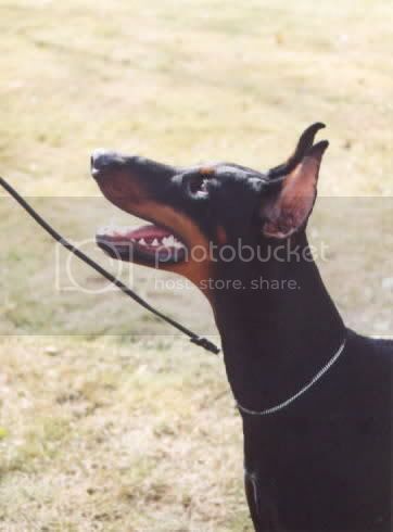 Hanny v. Masterhof | Black Doberman Pinscher