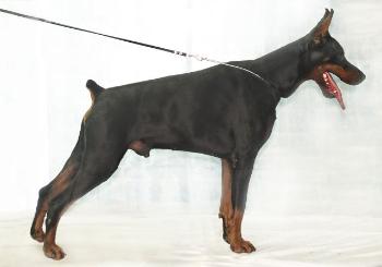 Arnold Master v. Masterhof | Black Doberman Pinscher