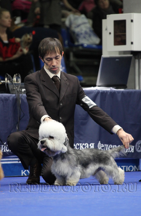 German Dandies Pablo Picasso | Dandie Dinmont Terrier 