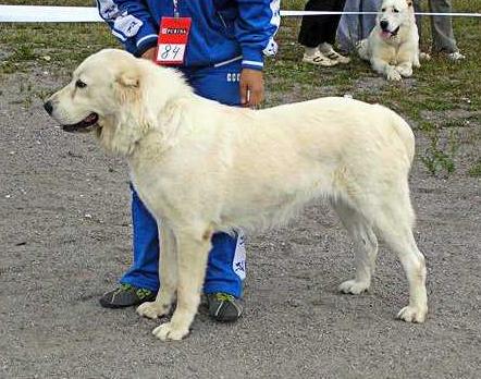 MIA &amp; MIA BUHARA | Central Asian Shepherd Dog 