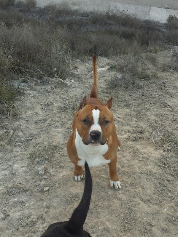 Legend Of Gods Don Vito | American Staffordshire Terrier 