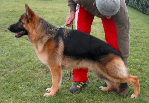Gino vom Höchstadter Wappen | German Shepherd Dog 