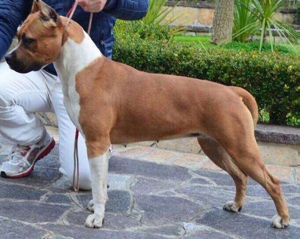 Shoot For The Stars Of Bazo-Town | American Staffordshire Terrier 