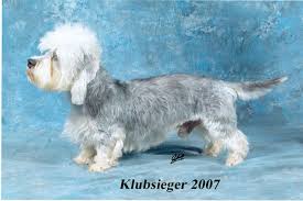 Ibolya-Kozi Negro | Dandie Dinmont Terrier 