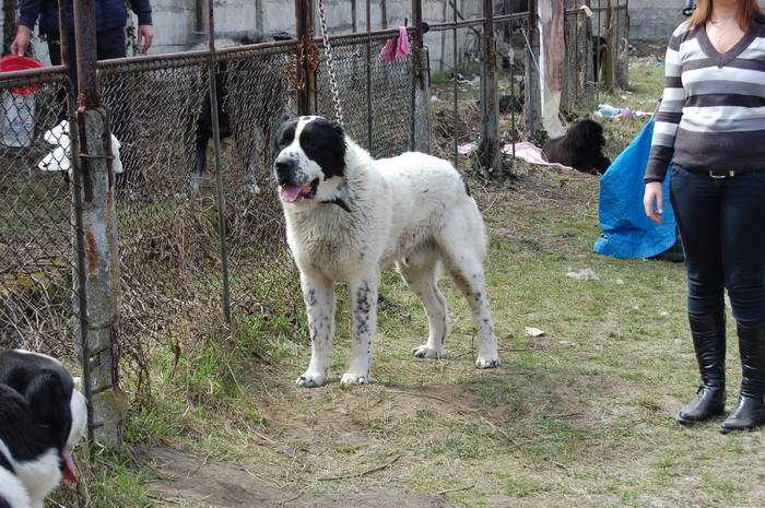 Balhash | Central Asian Shepherd Dog 