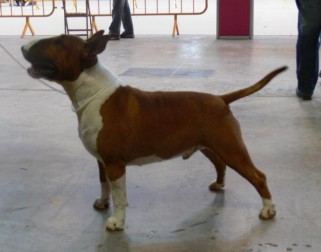 Coco Bongo De Can Boira | Bull Terrier 