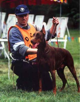 Dolli The Best Line | Brown Doberman Pinscher