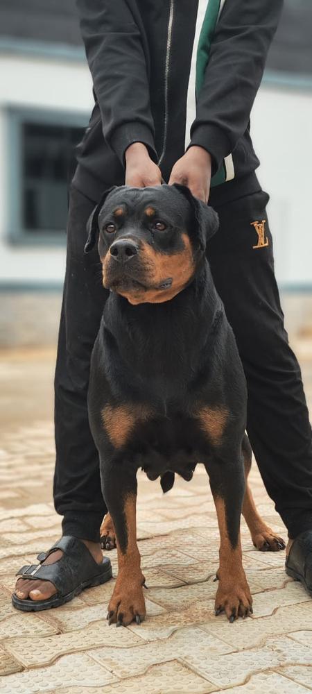 Helsy Makins | Rottweiler 