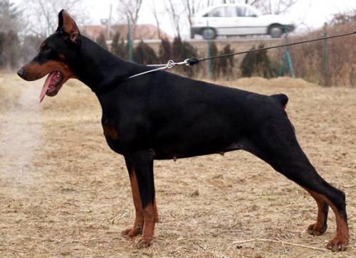 Ester di Altobello | Black Doberman Pinscher