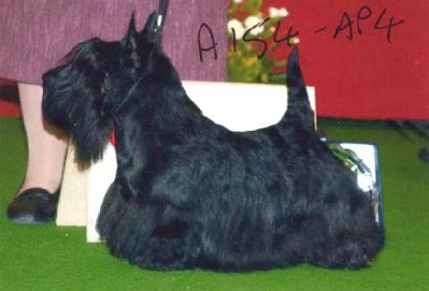 So What Excalibur | Scottish Terrier 