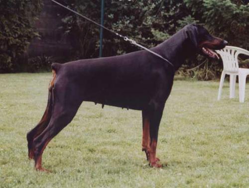 Cyna v.'t Donkenhof | Black Doberman Pinscher