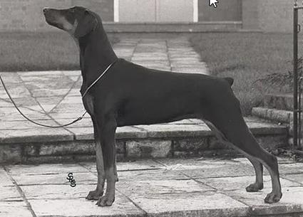 Pure Genius of Anjavek | Black Doberman Pinscher