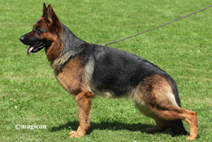 Sabrina vom Bierstadter Hof | German Shepherd Dog 